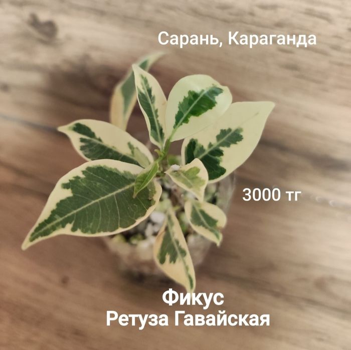 Филодендрон,фикус,монстера,гибискус