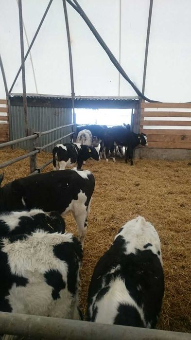 Металлотентовые ангары