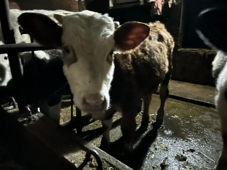 Vand vitel baltata de 4 si de 9 luni