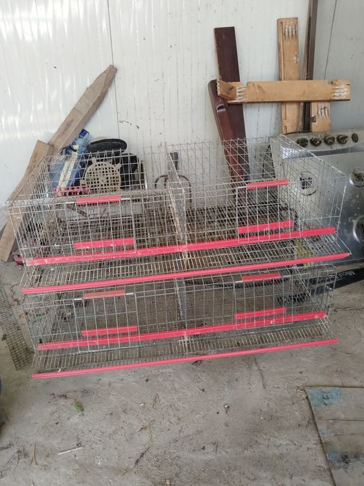 Rastel și maternitate prepelite