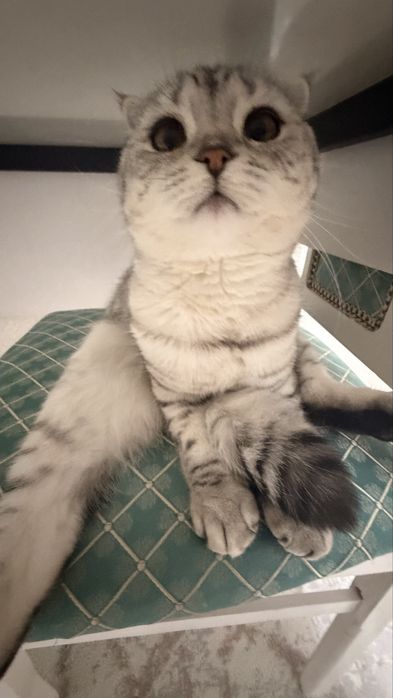 Отдам котика мальчика в добрые ручки