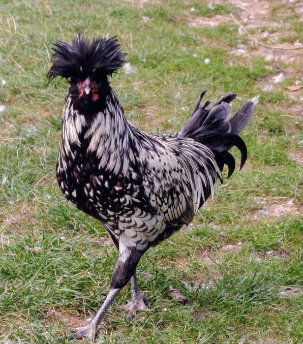 De vânzare cocoși de rasa Paduana