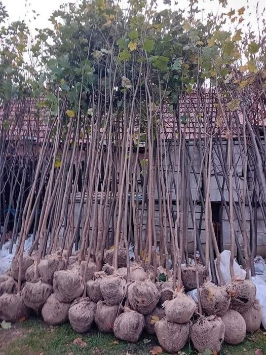 Mesteacăn tei leylandy platani brazi tuia smaragd gazon rulou