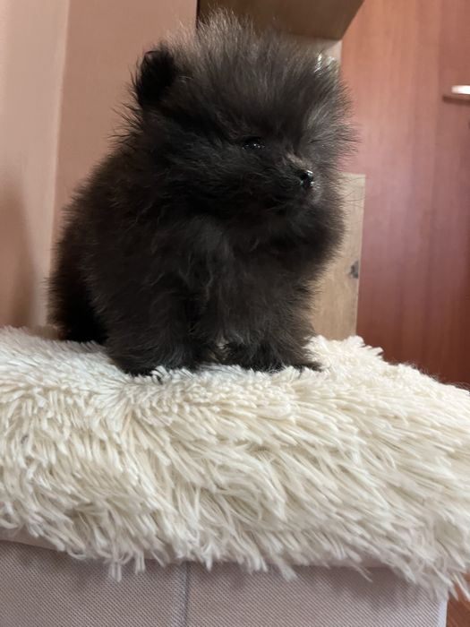 Померани момче и момиче