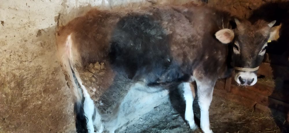 Семіз сиырлар сатылады!