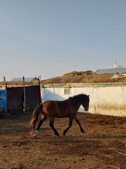 Айғыр сатылады 6 жасар