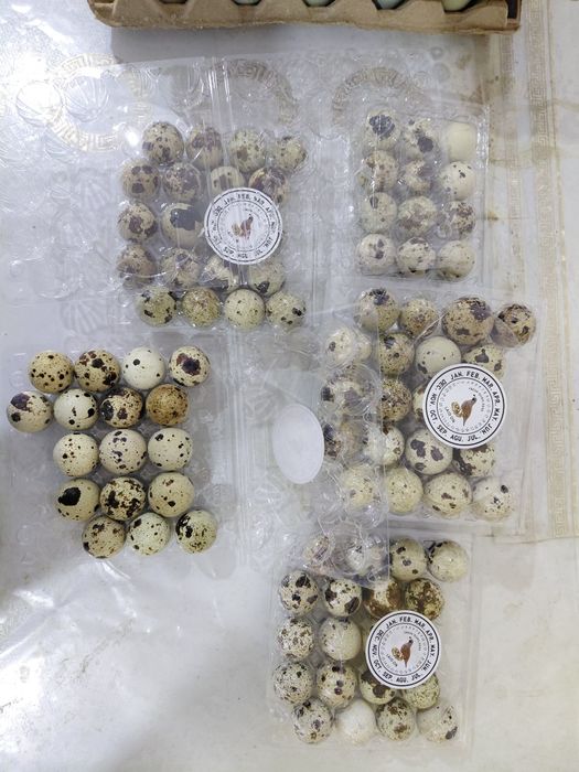 Жұмыртқалар сатылады