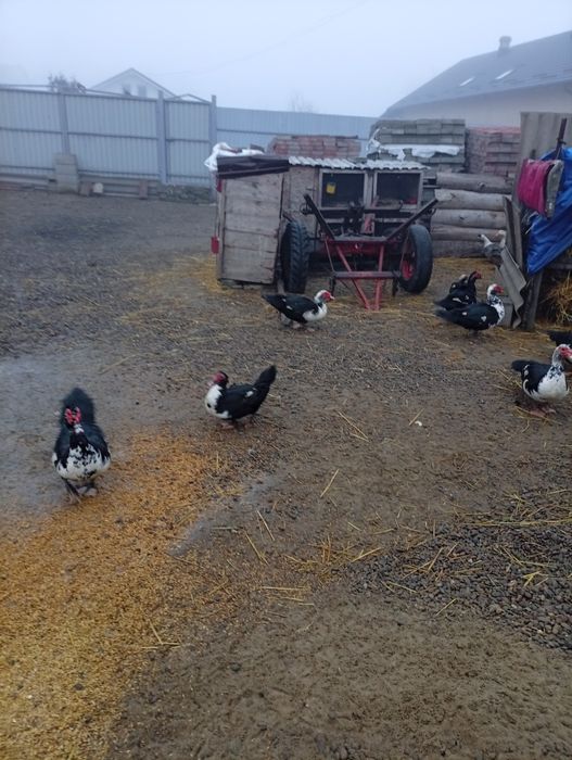 Iepurași Rex pitic pui și rățoi leșești.