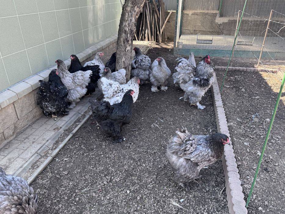 Брама суточные цыплята