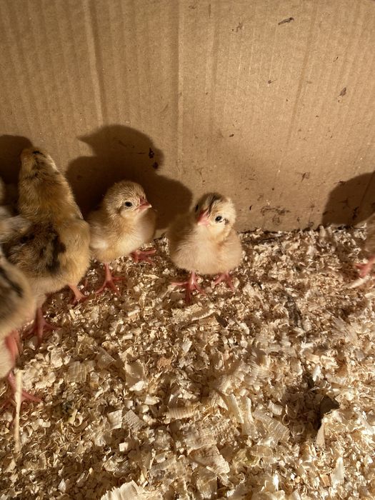 Цыплята Кучин юбилейный,