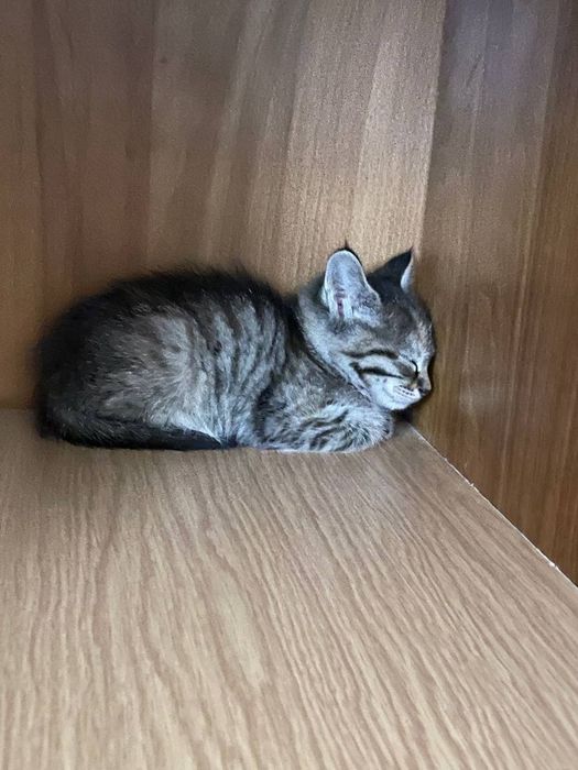 отдам кошку девочка