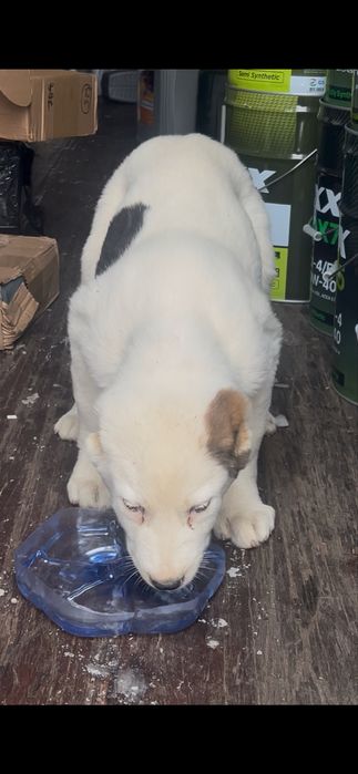 Супер тяж щенок алабай