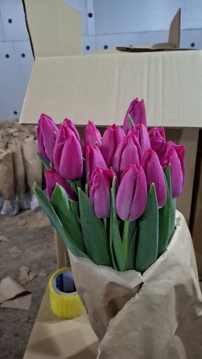 Тюльпаны к 8 марта