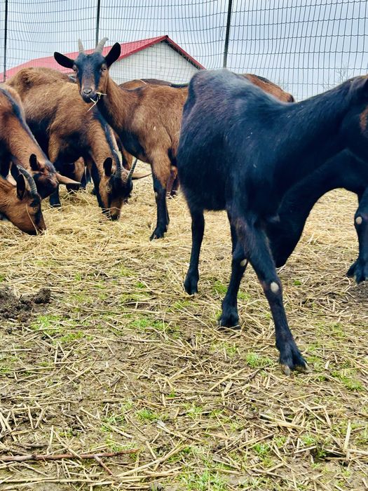 Alpina Franceza  Disponibile