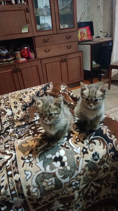 Отдам котят в добрые руки. 2-х месячные, к лотку приучены.