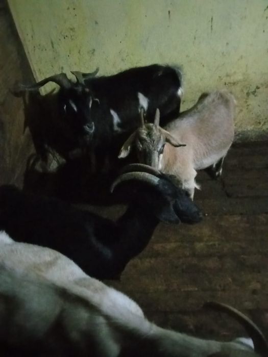 Продаются козы дойни