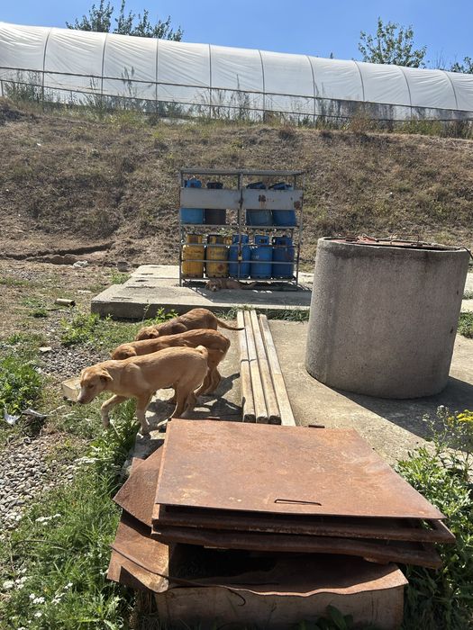 Căței spe adoptie