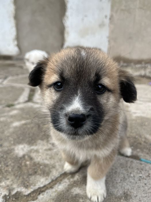 Отдам щенков мальчик и девочки