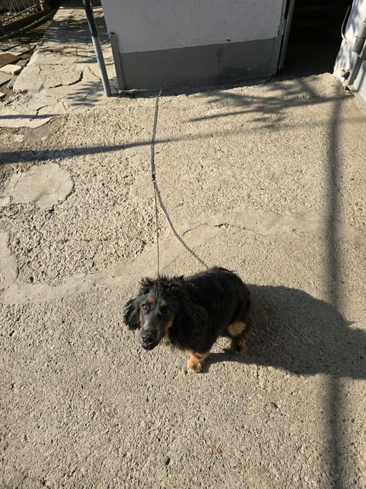 Спаниель , 2 года