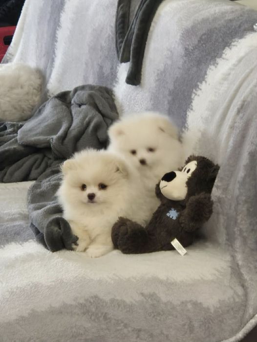 Vând pui de pomeranieni boo