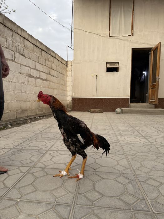 Сотилади корея шамо