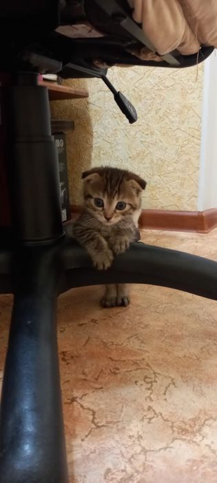 Милые котята Скоттиш Страйт