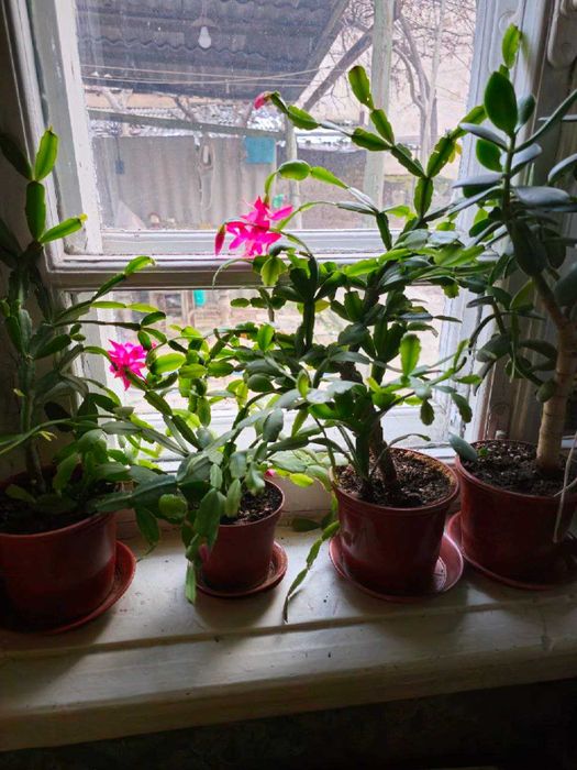 Декабрист. Кактус Шлюмбергера.