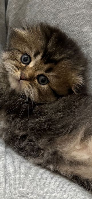 Продаю шотландских котят