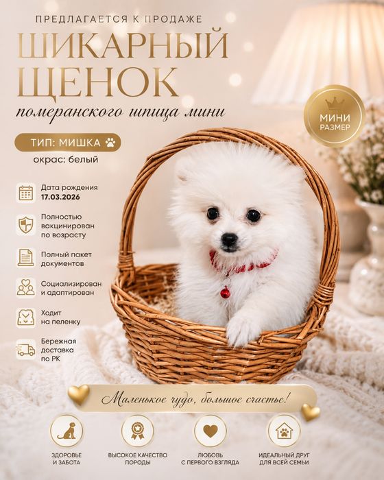 Подрощенные щенята померанского шпица мини.Цена 120 000.Доставка по РК