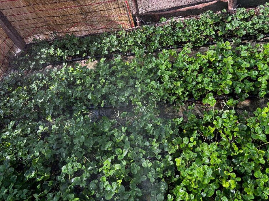 Продам рассаду клубники