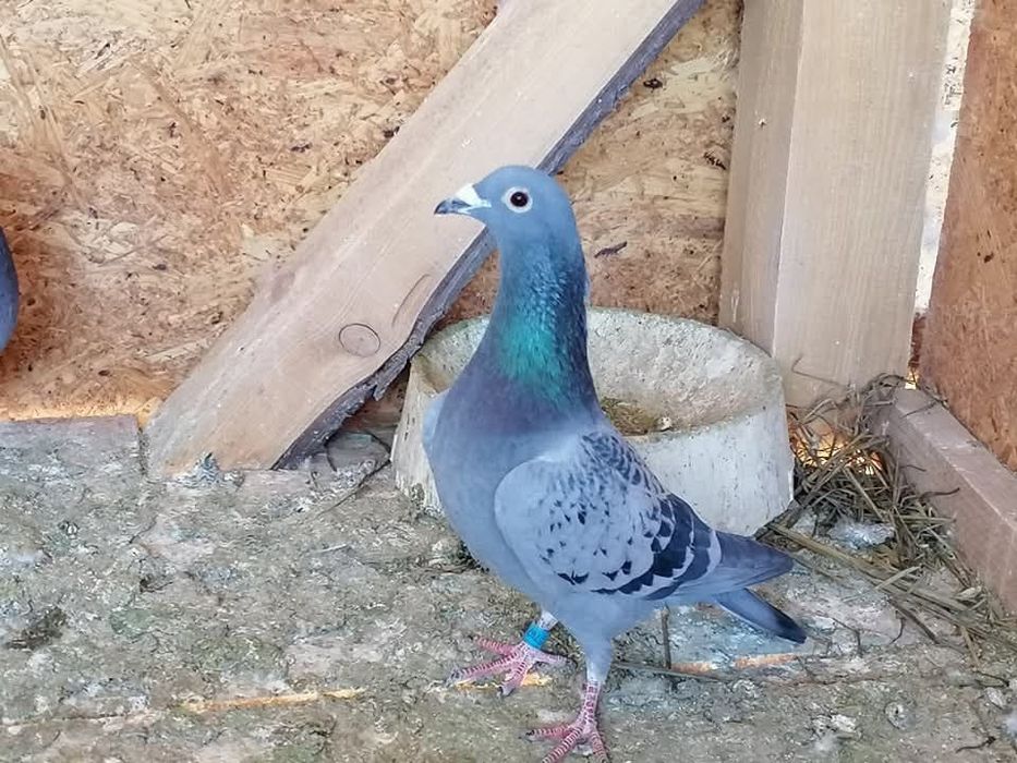 Porumbei voiajori cu origini bune,fond-maraton!Nu au pedigree!