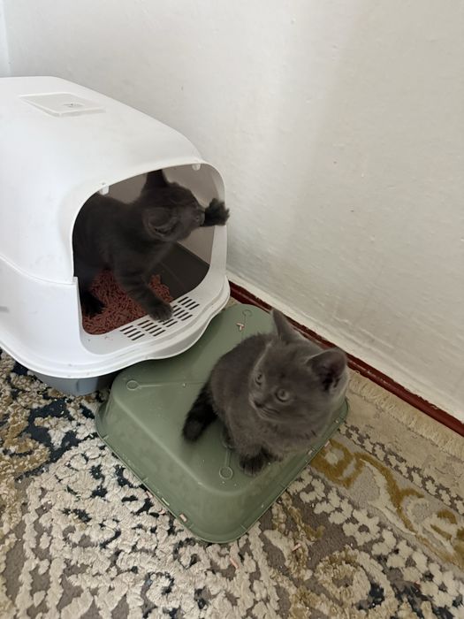 Отдам котят в хорошие руки