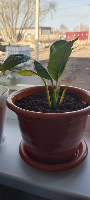 Спатифиллиум ( женское счастье)