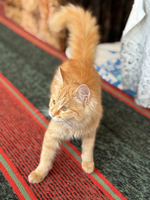 Zotli muwuk sotiladii srocna