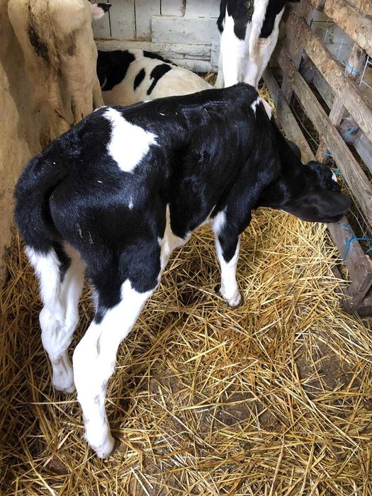 Tăuraș pe negru de o săptămână