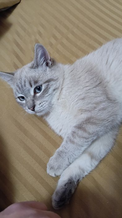 Кошка сиамская мальчик