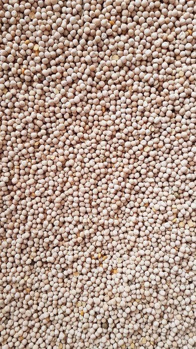 Vând mazăre furajera