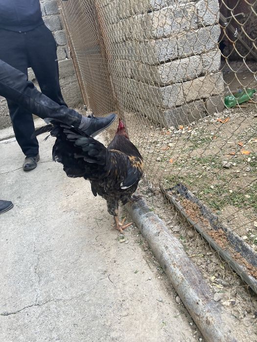 Продам петух молодой