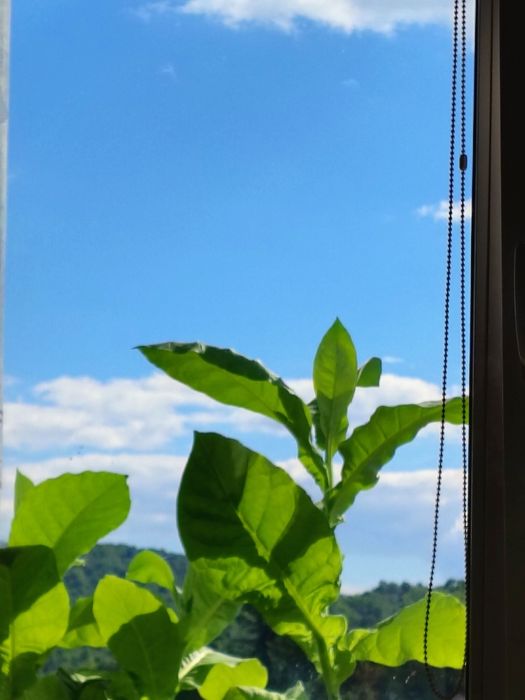 Seminte tutun Golden Virginia