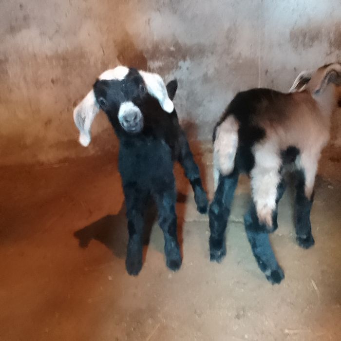 Козлята на развод