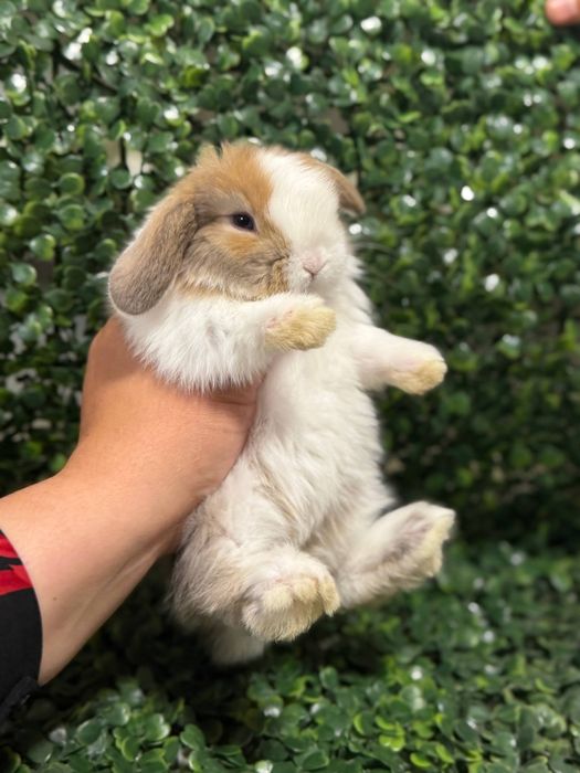 Қуён болалари.    .