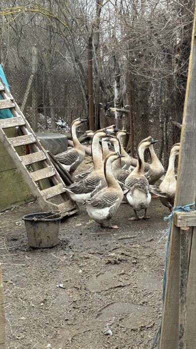 Gaste si gascani de vanzare