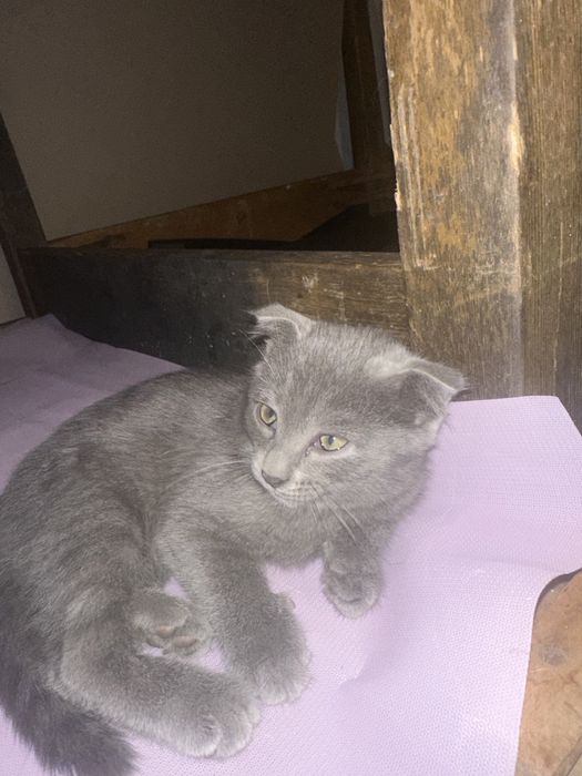 Отдам котенка в добрые руки
