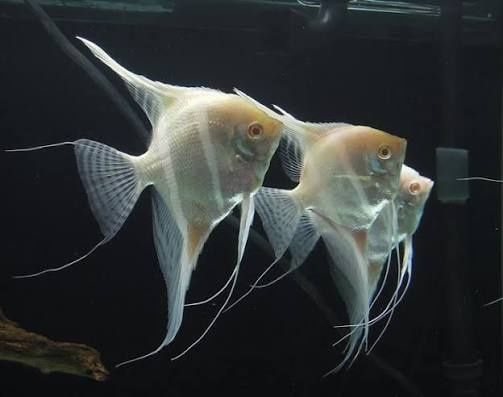 Скалярия Дантум альбино