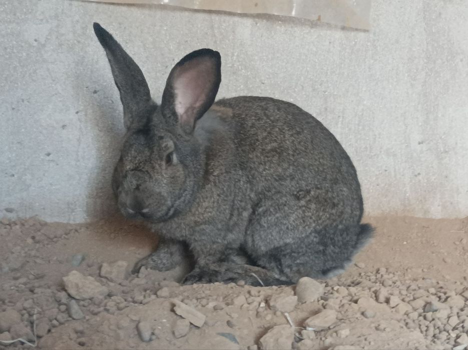 Uyda boqilgan quyon sotiladi