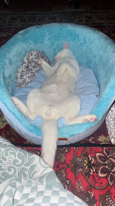 Vyazkaga toza zotli mushuk