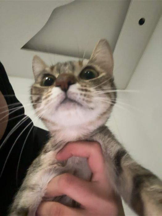 Търси се любящ дом за гальовна котка Зевс