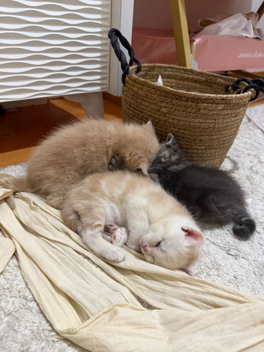 Продается британские котята