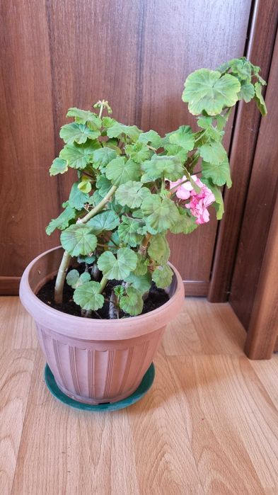 Комнатные цветы, разные