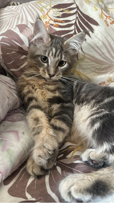 Котята Мейнкуны девочки!